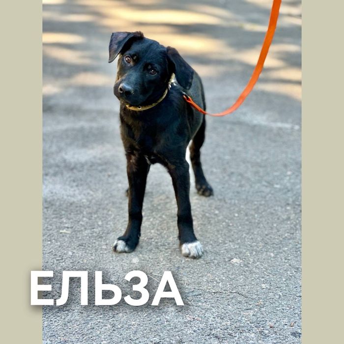 отдам бесплатно щенка, есть мальчики и девочки