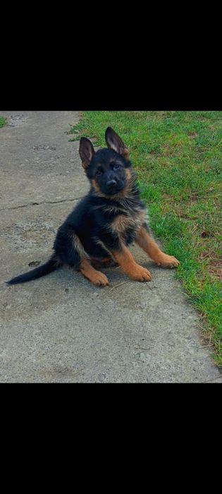 Кобель для в'язки, з доками КСУ.