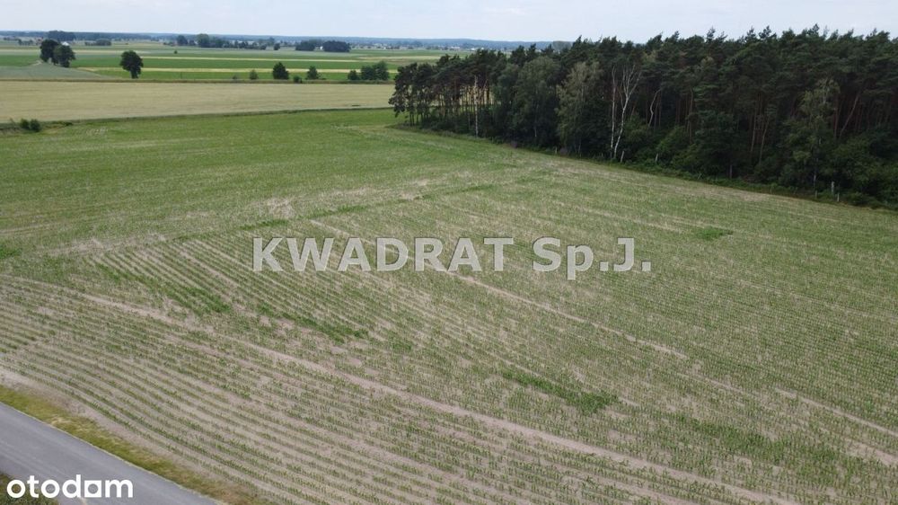 Duża działka pod lasem (2999 m²)– Grabów Wójtostwo - Widok 6