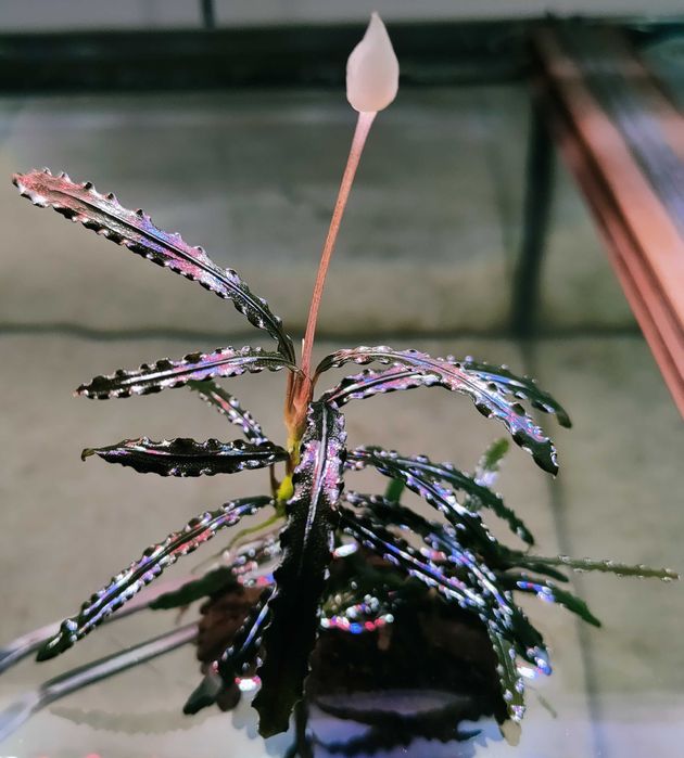 Bucephalandra/Bucephalandry/Bucki Rarytasy