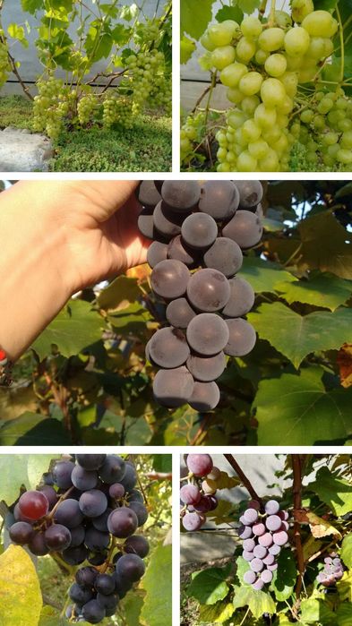 Виноград, Саджанці, Ізабелла, Лідія, Мускат, Одеський чорний, Синій