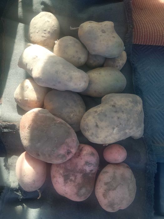 Продаж домашньої картоплі