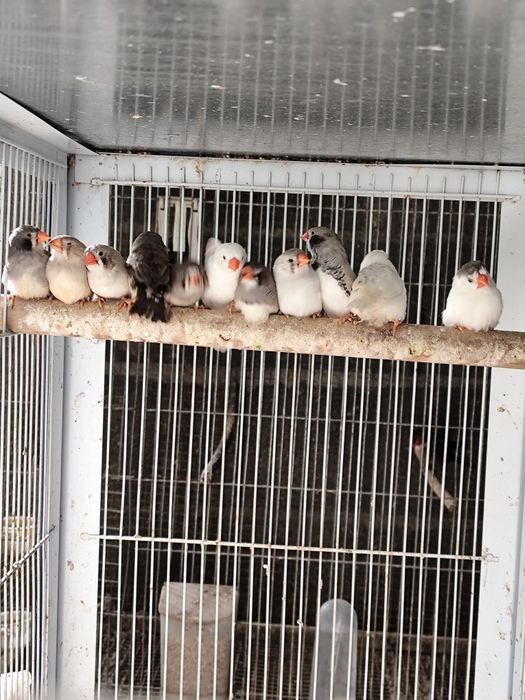 Várias mutações de Mandarins