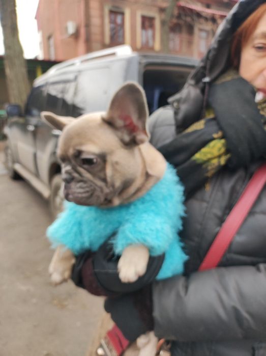 Полам мальчика французского бульдога