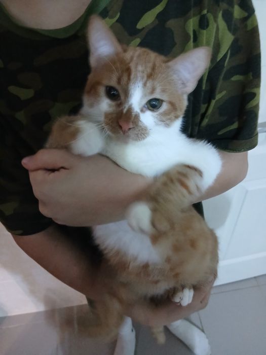 Котик в добрі руки терміново