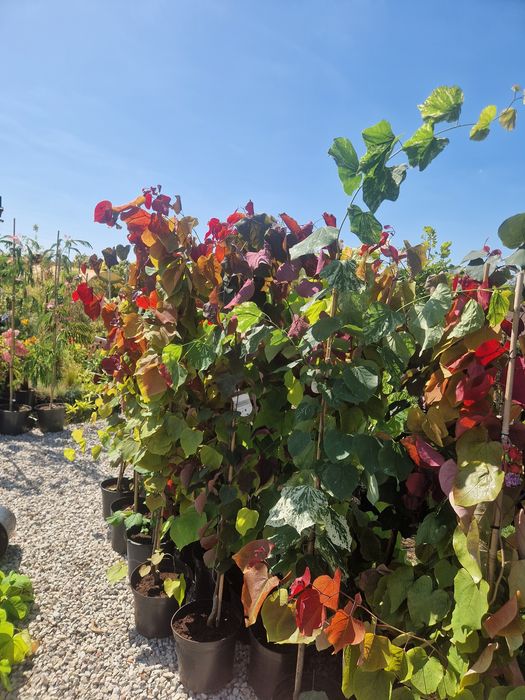 Judaszowiec kanadyjski