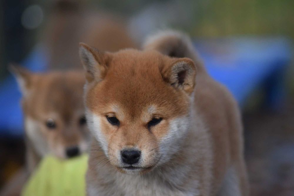 Super piesek shiba z doskonałym rodowodem ZKwP FCI