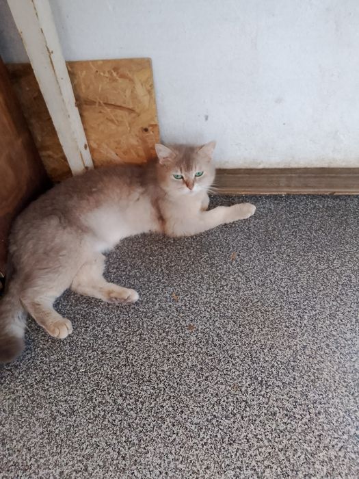 Продам британських котят 2 месяца