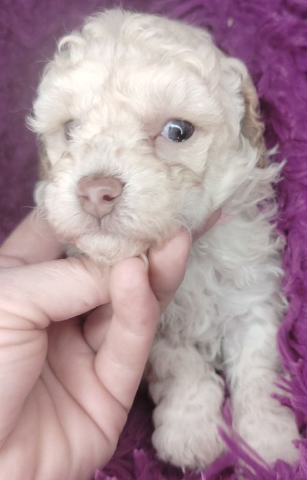 Pudel Toy, miniatura, apricot-beżowy