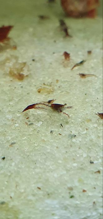 Neocaridinas Red Rili