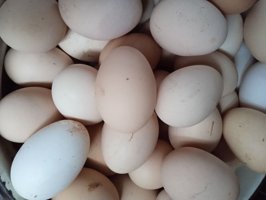 Продам яйця курячі