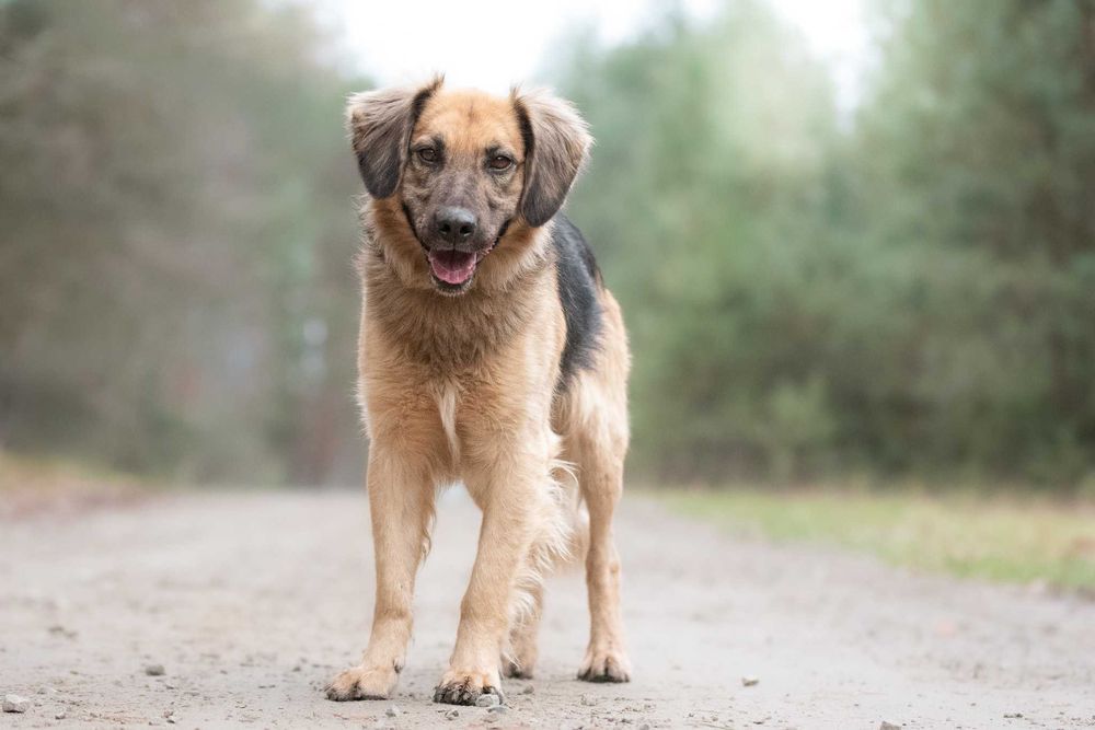 CZINI - młody wesołek