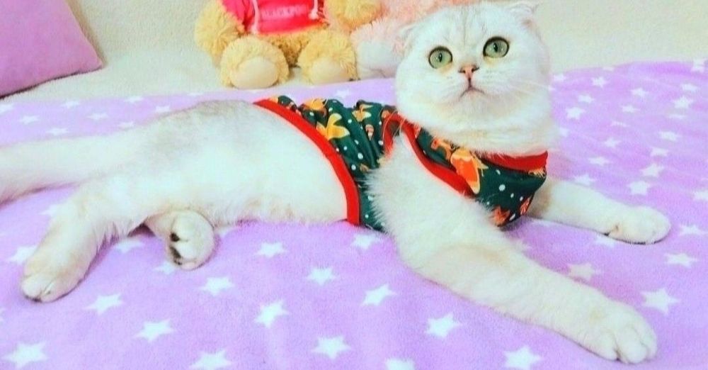 Красавчик шотландик мальчик Серебристая шиншилла