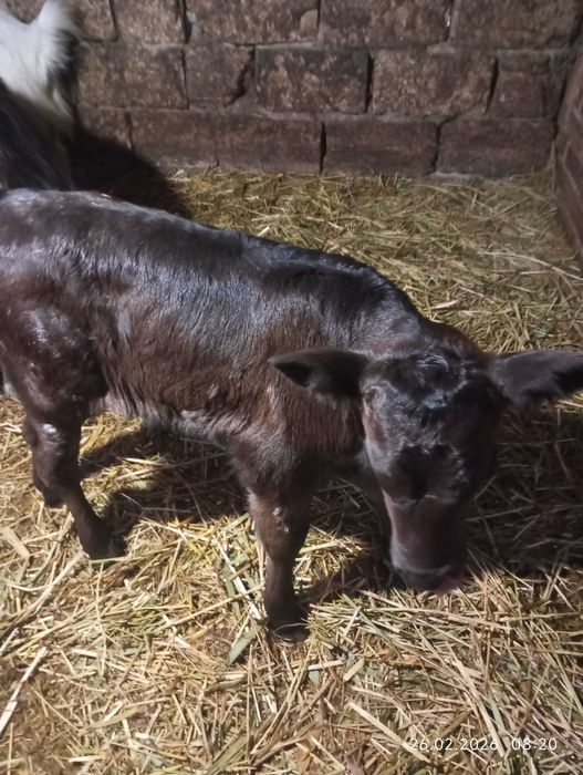 Телята телки 2-3 недели .