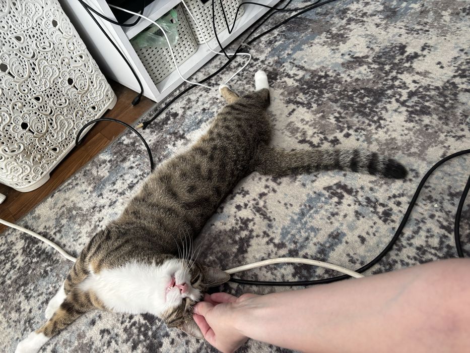Отдам котика в хорошие руки, бесплатно