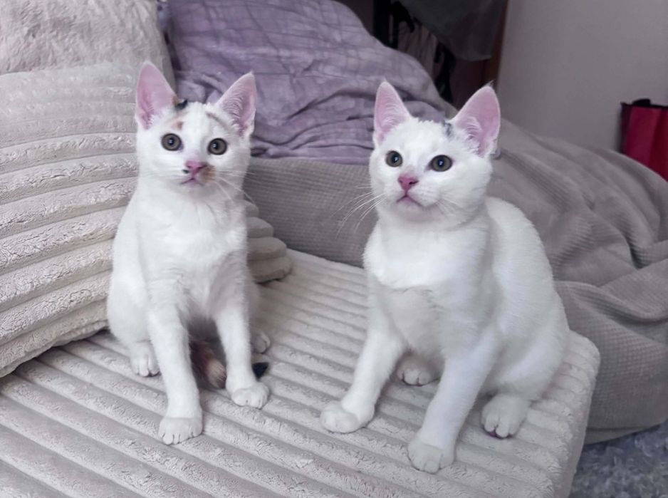 3 małe koty do adopcji