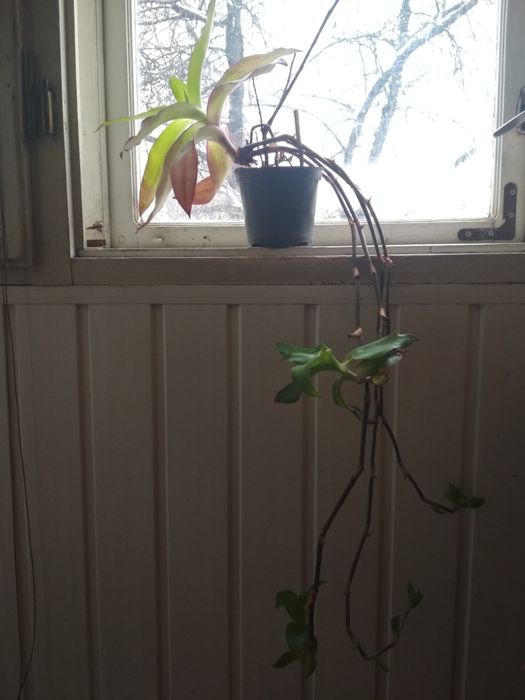 Вазон золотий вус кімнатна рослина