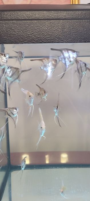 Sprzedam skalary manacapuru