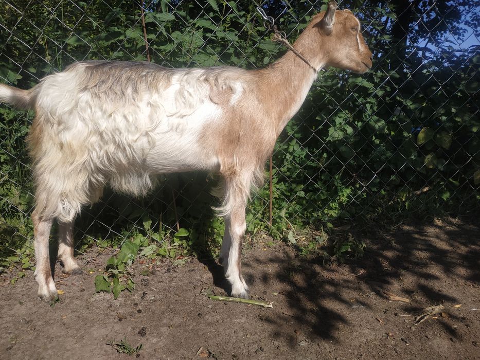 Коза  ЛаМанча, первістка, триколірна