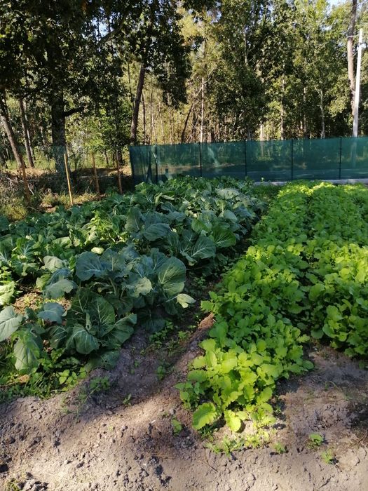 Terreno urbano com casa móvel