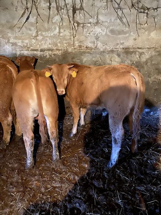 Vitelos machos limousines com 10 meses