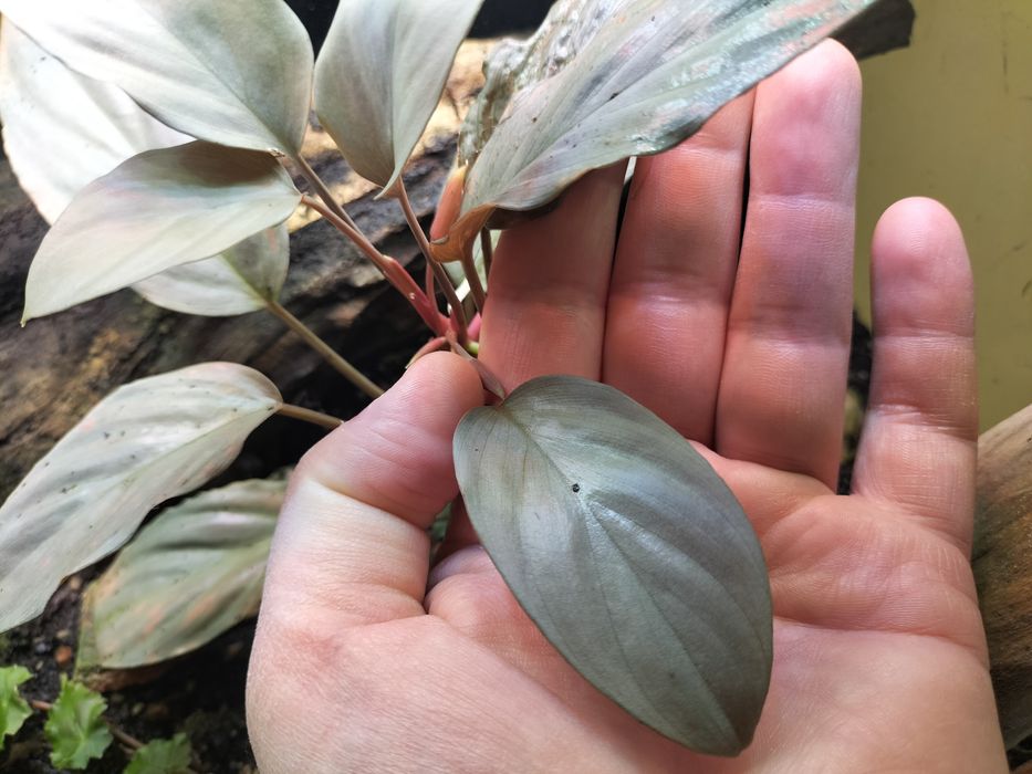 Homalomena humilis Silver Leaf