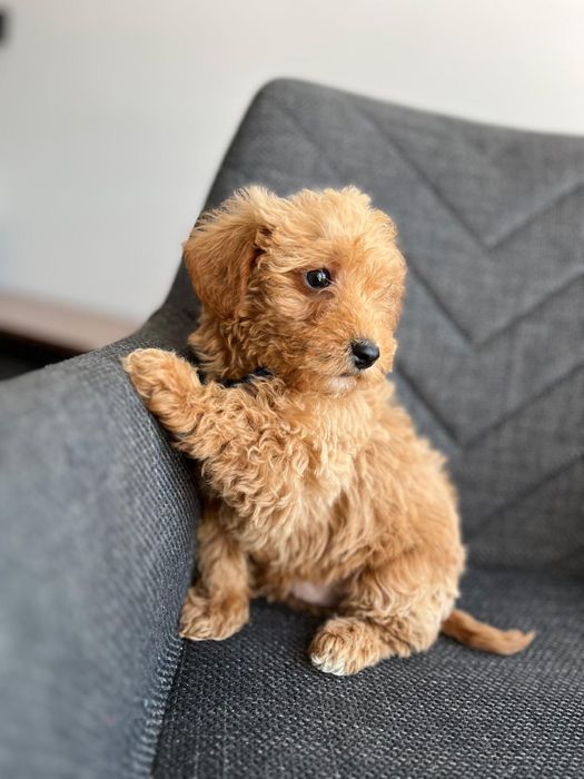 Maltipoo maltanczyk pudel bichpoo cavapoo