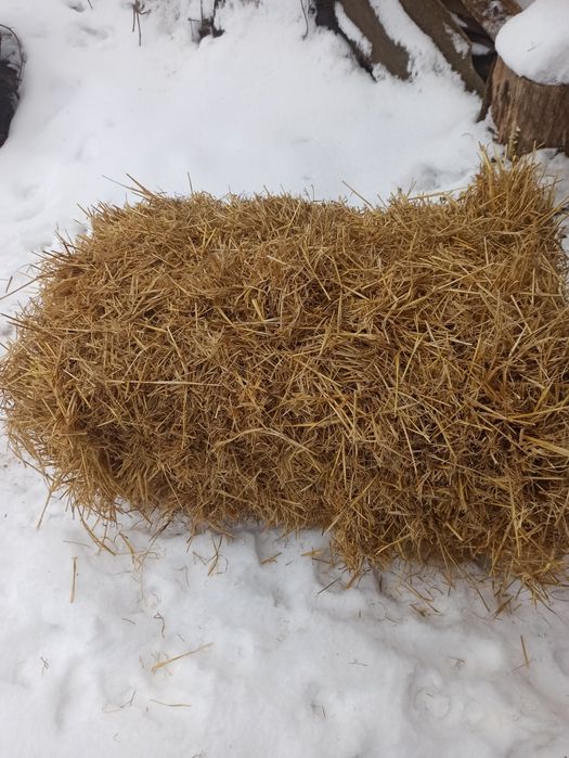 Продам  солома ячмінка