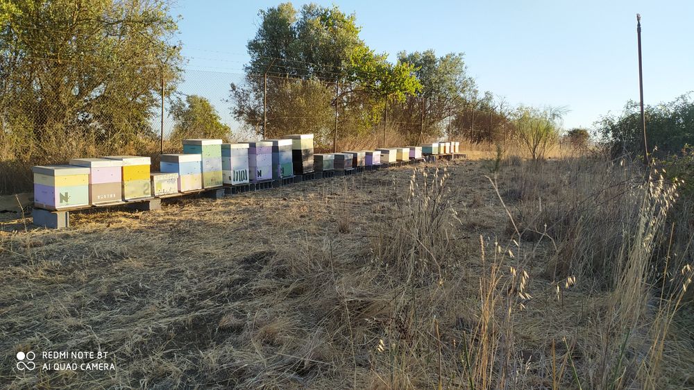 Enxames de abelhas para venda.