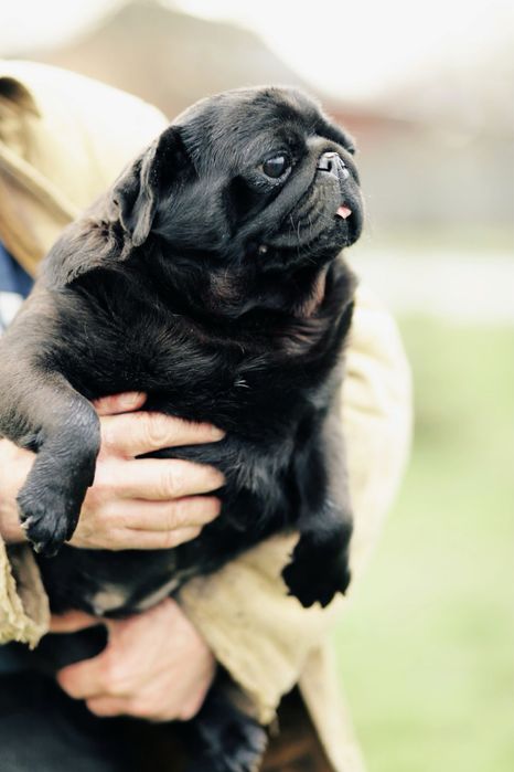 Черная мопс девочка.