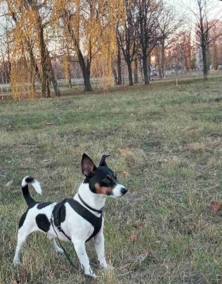 Джек рассел для вязки