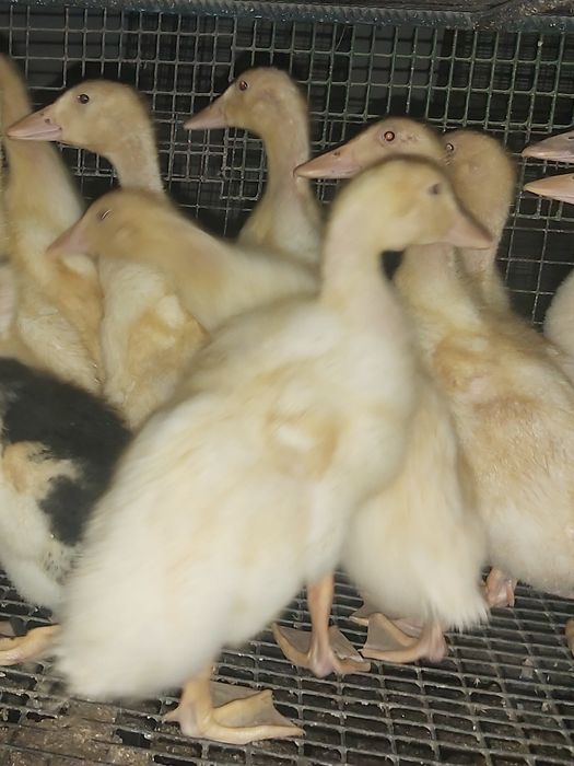 Підрощені бройлери Кобб 500,качки 3,5 тиж,муларди