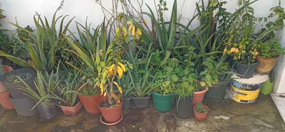 Plantas e Vasos (Aloé Vera, etc)