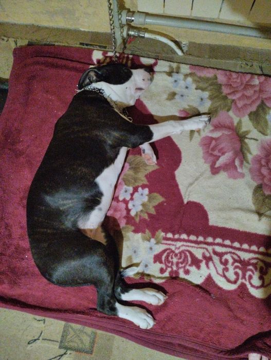 Американський підбультерєр