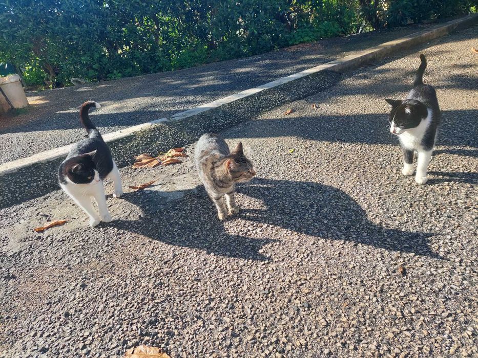 Gatinhos em adopção