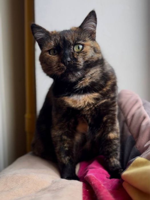 Кошка стерилизованная трехматсная в хорошие руки трьохкольорова киця