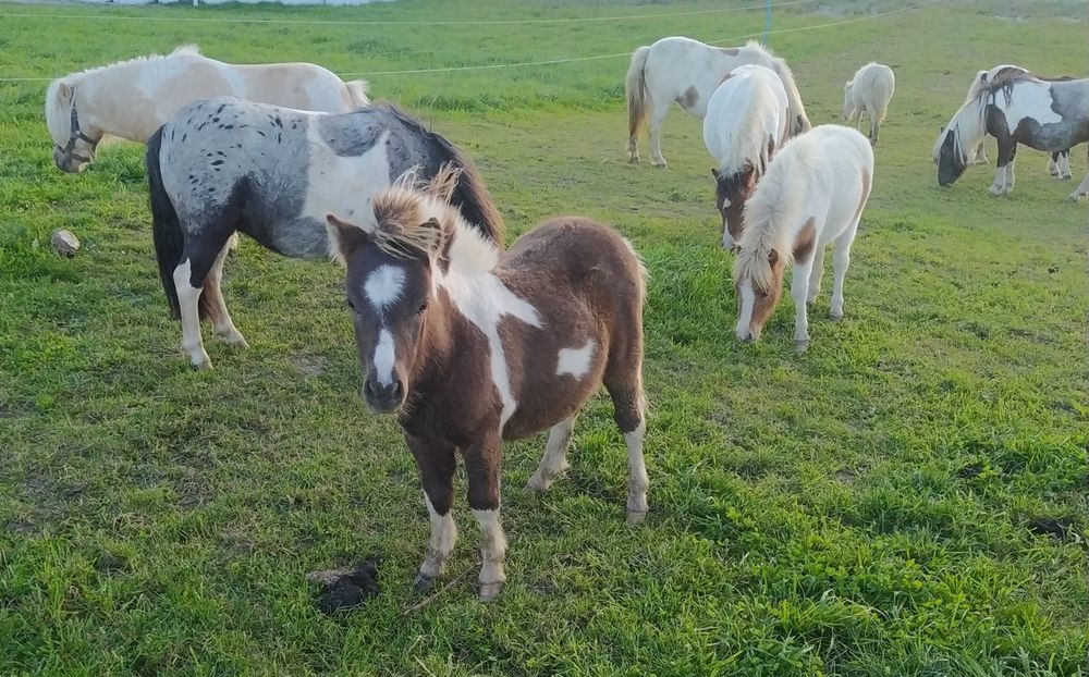 Kucyki Szetlandy młodzież