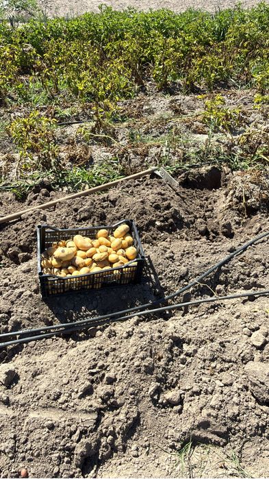 Batatas biológicas