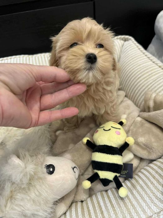 Maltipoo F1 Chłopczyk xxs Bardzo Malutki