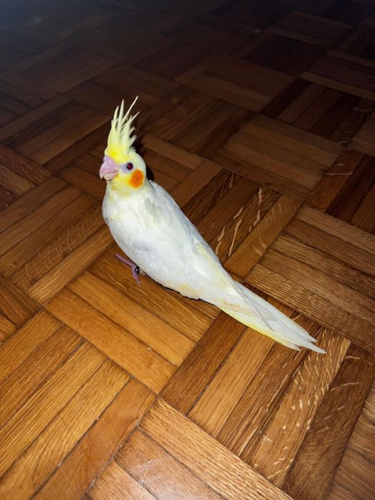 Caturra criada a mão