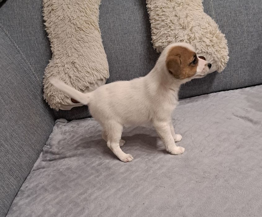 Jack Russell terrier