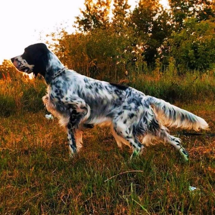English  setter / Rose del Wind