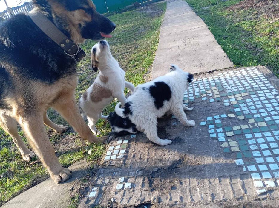 Шукаємо люблячий дім для цуценят

На жаль, шість маленьких цуцен