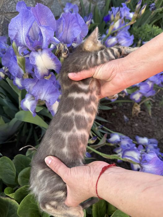 Blue bengal эксклюзив с документами