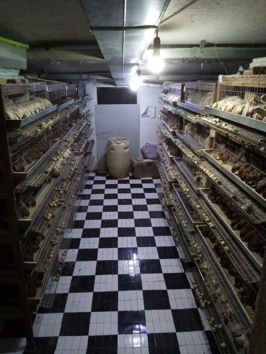 Продам перепелина продук 70грція