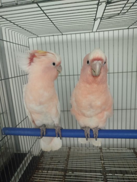 Casal Cacatua leadbeateri

De 2026 não consanguíneos disponível para reserva