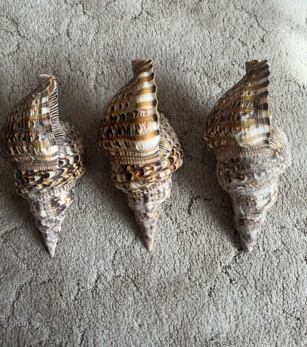 Muszla Trytona dekoracyjna