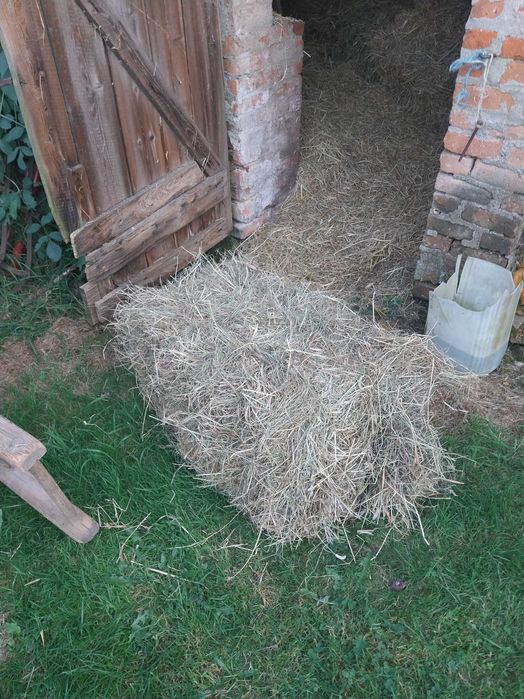 siano w wiązkach z maja 2025 r.