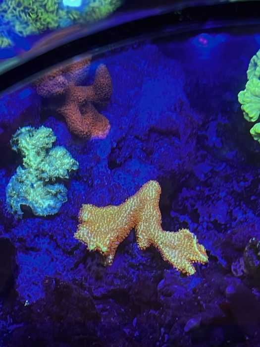 Koralowiec Montipora Forest Fire