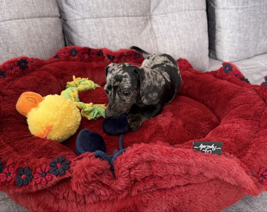 Jamnik Miniaturowy sunia blue merle Mimi